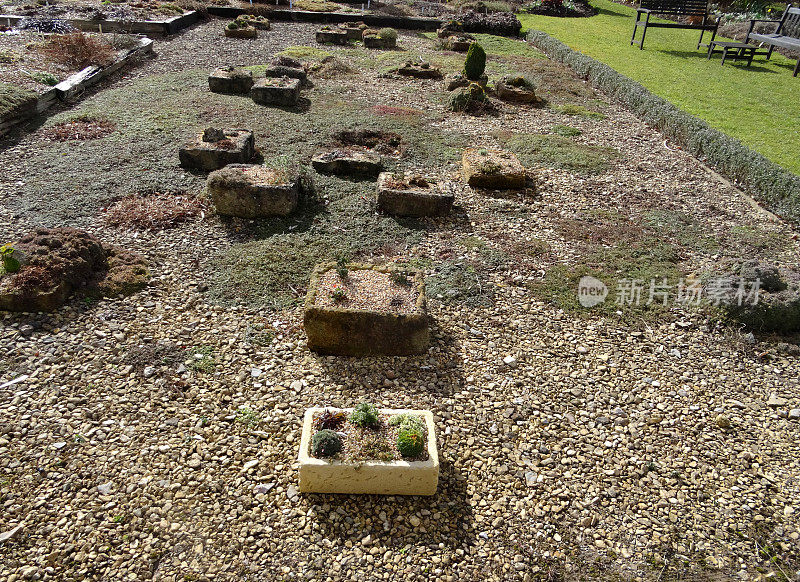 混凝土水池花园/石槽，阿尔卑斯植物砾石的图像